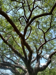 Bursera lancifolia