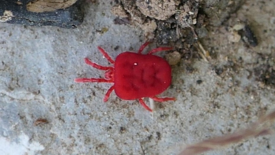 Trombidium holosericeum