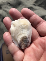 Crepidula onyx