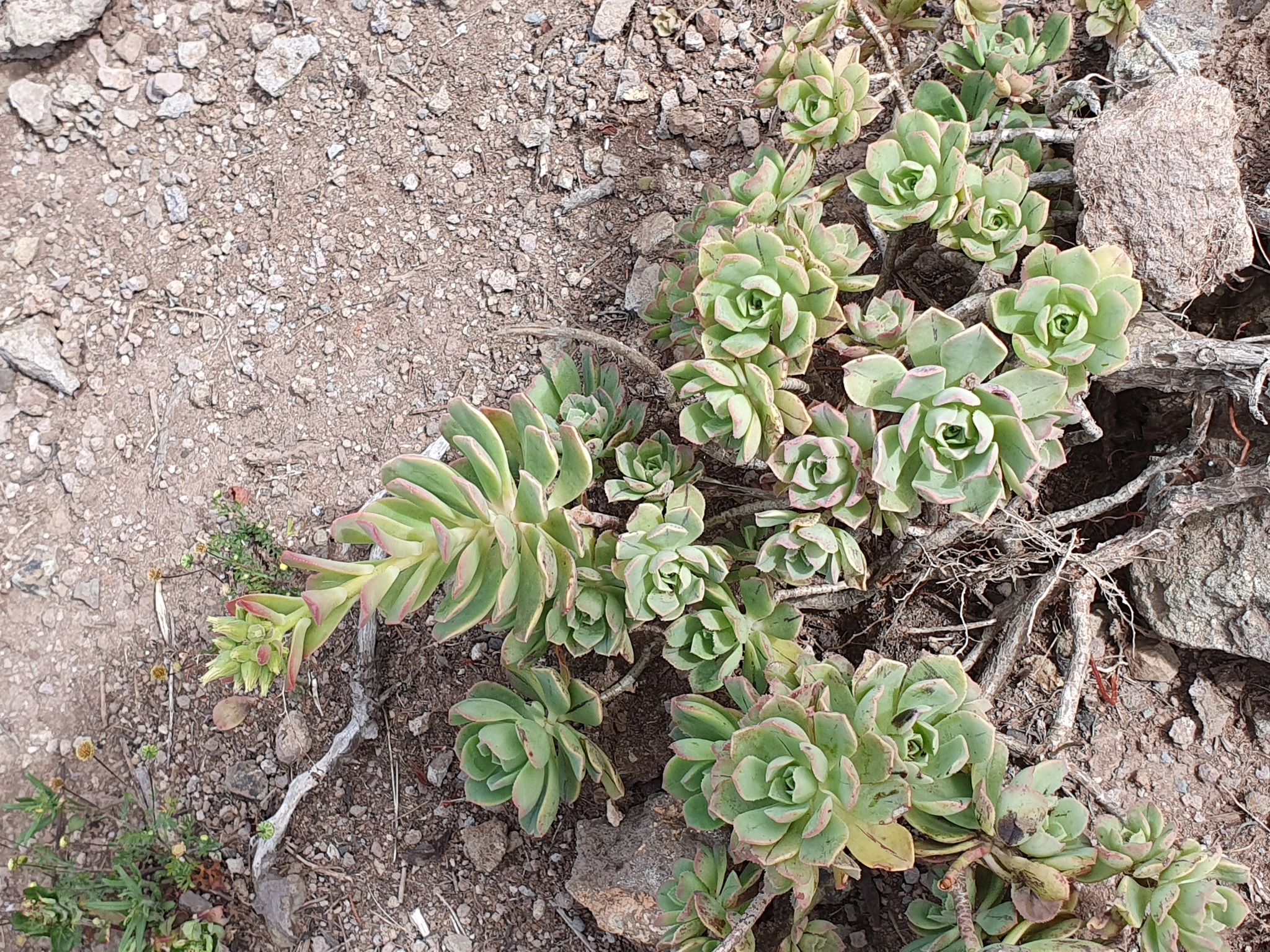 Imagem de Aeonium Catavento