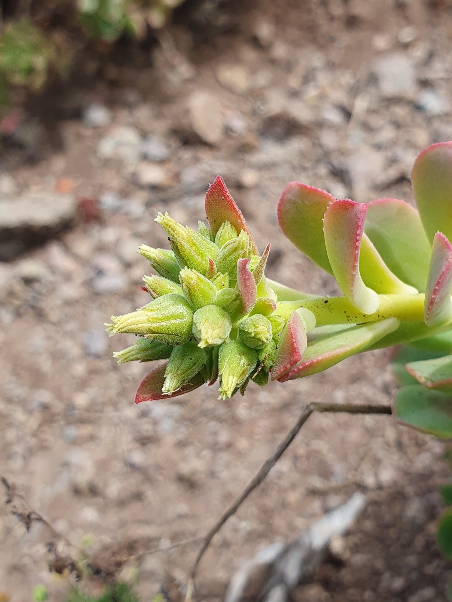 Imagem de Aeonium Catavento