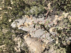 Holodiscus discolor microphyllus