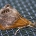 Sooty-winged Chalcoela Moth - Photo (c) Fyn Kynd, some rights reserved (CC BY-SA), uploaded by Fyn Kynd