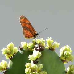 Eueides aliphera