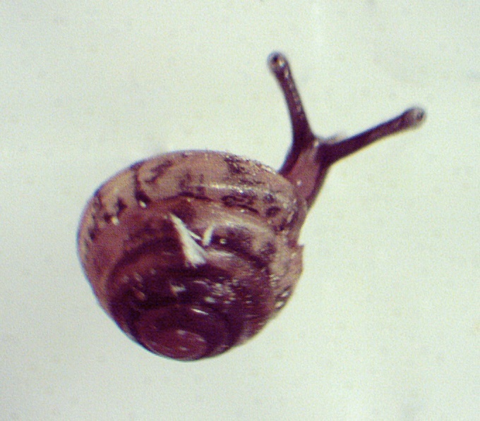 toothed hive