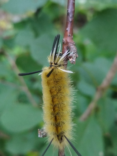 Banded Tussock Moth, photo 10 of 10