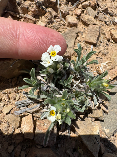 Handsome Cryptantha (Oreocarya paradoxa)