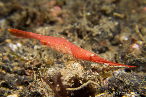 Ocellated Tozeuma Shrimp