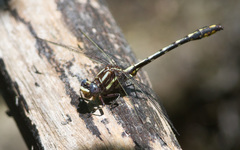 Phanogomphus exilis