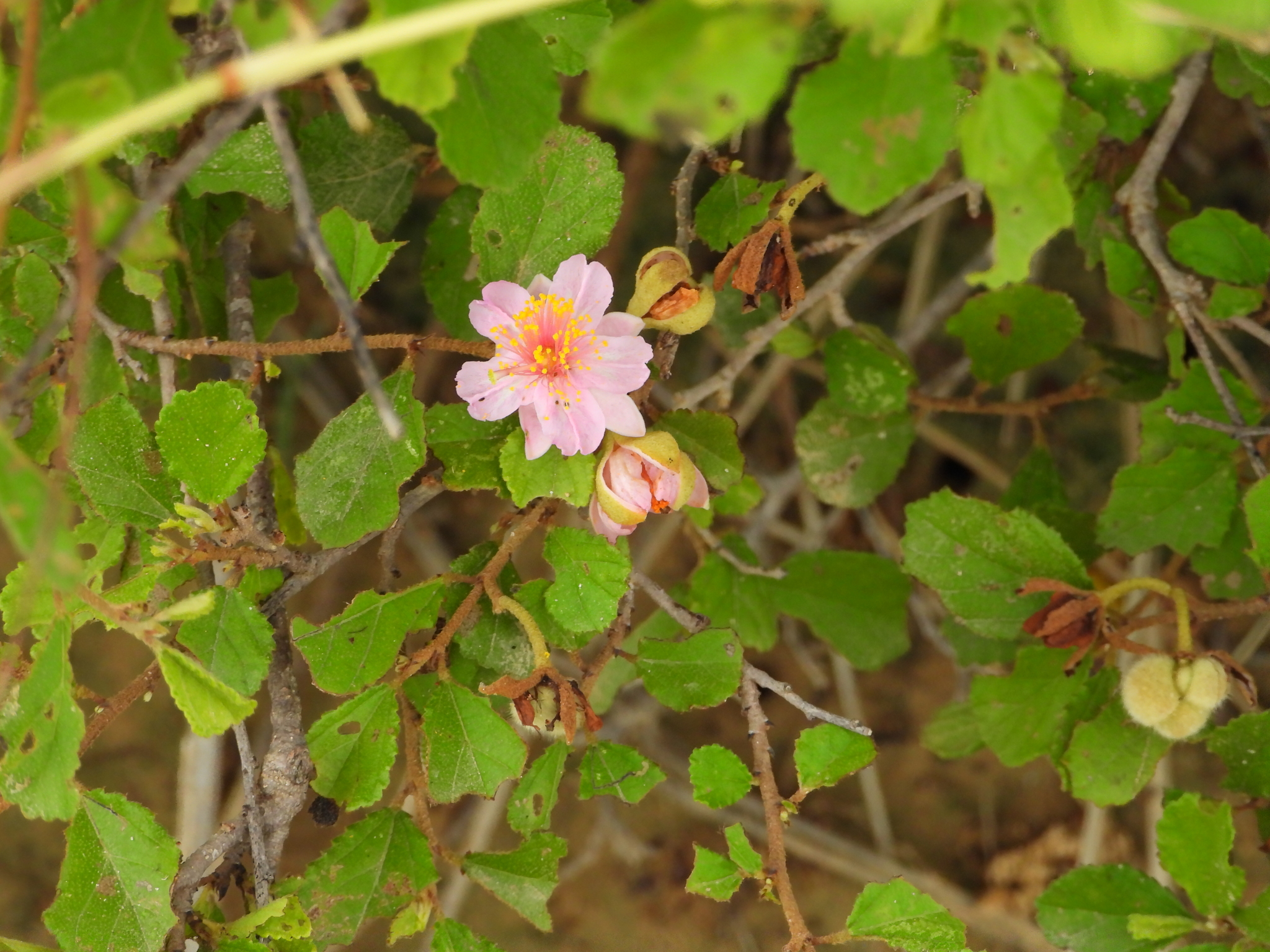 Grewia androyensis