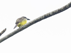 Megarynchus pitangua