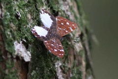 Ithomiola nepos