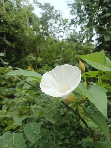 Operculina codonantha observed 2025-04-16