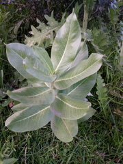 Asclepias notha