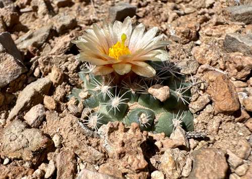 Pediocactus bradyi