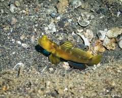 Cryptocentrus fasciatus