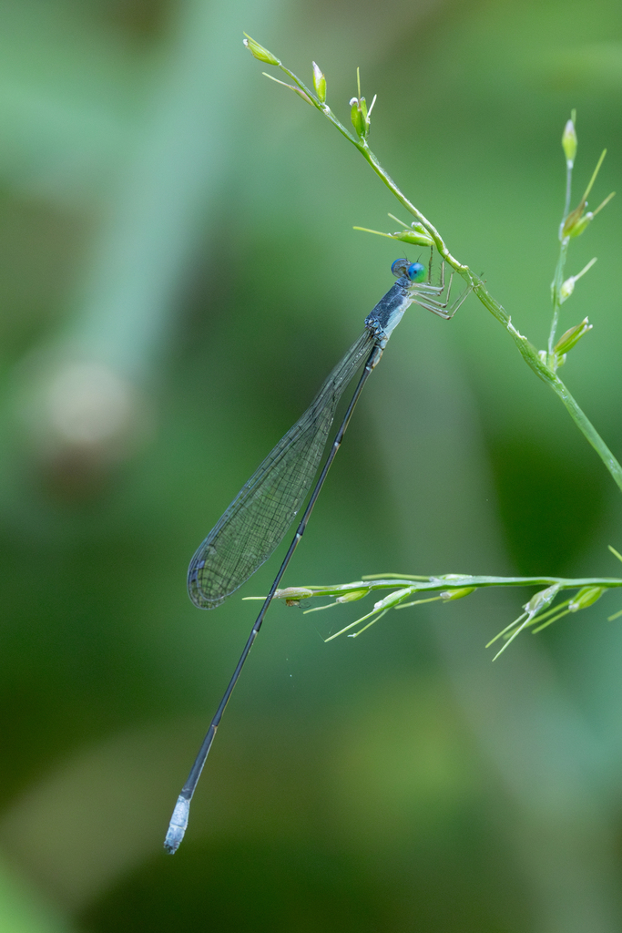 Teinobasis nigra