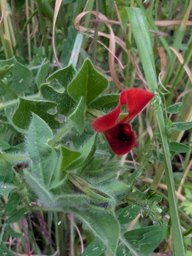 Winged pea (Lotus tetragonolobus)