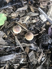 Gymnopilus luteofolius