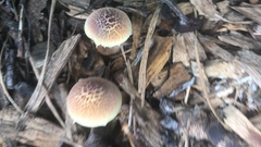 Gymnopilus luteofolius