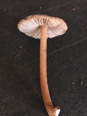 Inocybe asterospora