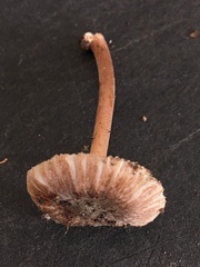 Inocybe asterospora