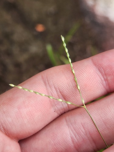 Axonopus oiapocensis