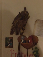 Bubo