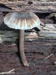 Inocybe asterospora