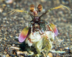 Odontodactylus latirostris