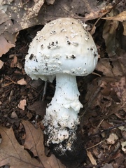 Amanita longipes