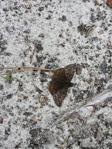 Juvenal's Duskywing photo 6