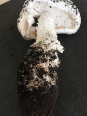 Amanita longipes