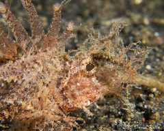 Pteroidichthys amboinensis