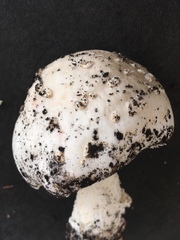 Amanita longipes
