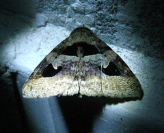 Avatha bubo