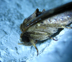 Avatha bubo