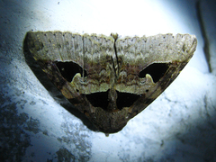 Avatha bubo
