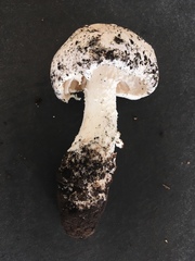 Amanita longipes