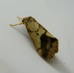 Holocraspedon vaneeckei