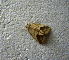 Holocraspedon vaneeckei