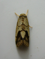 Holocraspedon vaneeckei