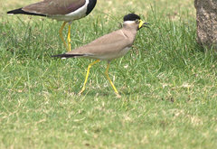 Vanellus malabaricus