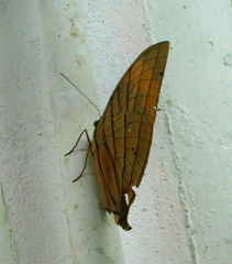Amathuxidia amythaon