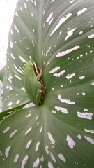 Ridged Treefrog photo 4