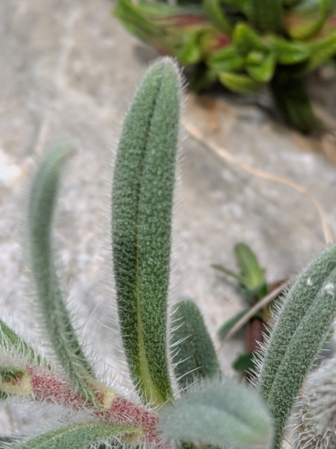 Image of Onosma echioides by (c) hknuettel, some rights reserved (CC BY)