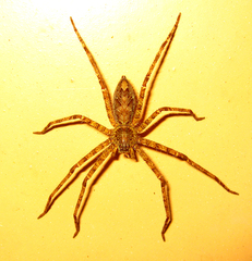 Heteropoda boiei