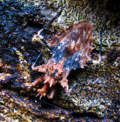 Neocentrocnemis signoreti