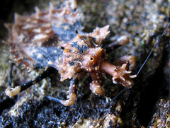 Neocentrocnemis signoreti