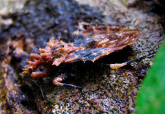 Neocentrocnemis signoreti